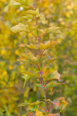 Autumn at the park. A background with maple branch