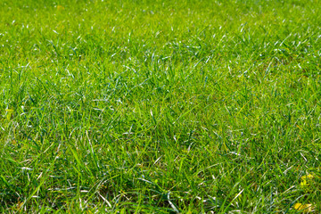 Beautiful green grass field texture
