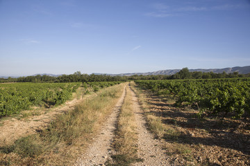 Fototapeta na wymiar Vineyard in Vaucluse, Provence, France
