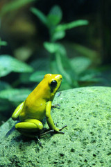 Yellow frog