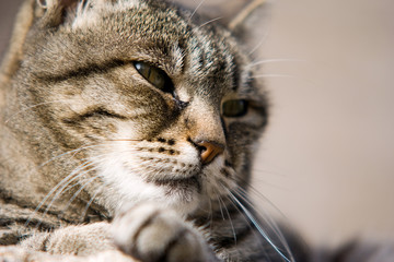 Chat européen tigré