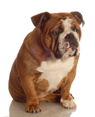 Fototapeta premium red brindle english bulldog sitting