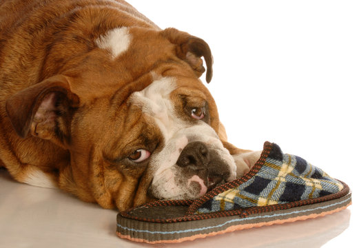 english bulldog resting with a favorite pair of slippers...