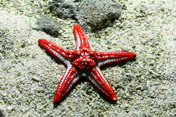 Starfish
