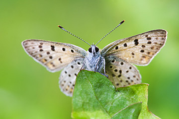 Mariposa posando