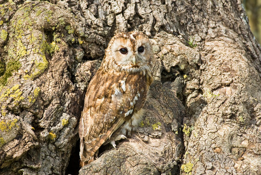 Tawny Owl on tree trunk