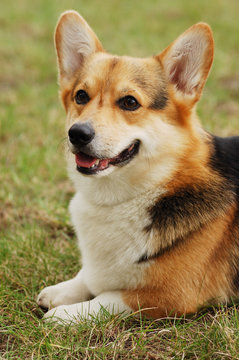 Portrait of beautiful dog . Cardigan Welsh Corgi .