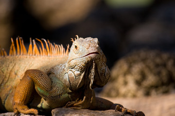 Iguana