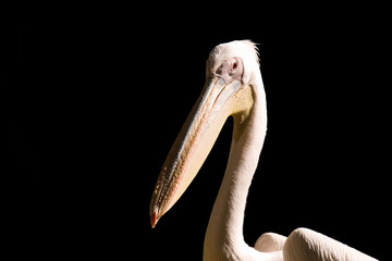 Pellicano di Miramare