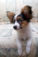 The puppy papillon, laying on a sofa