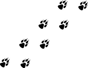 Wolf Prints