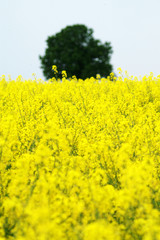Baum hinter dem Feld