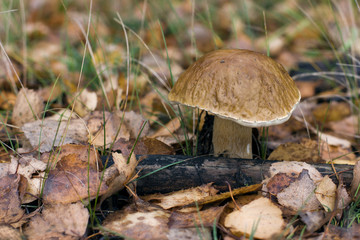 White mushroom