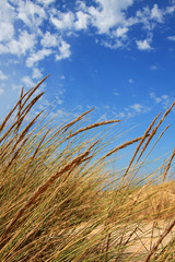 Fototapeta premium Gras, Düne und blauer Himmel