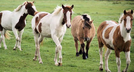 Fototapeta na wymiar Herd of foals