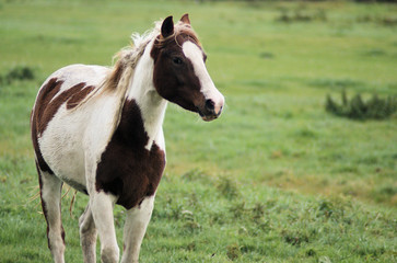 Fototapeta premium Small lonely colorful foal