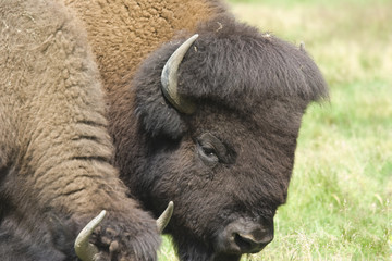 Buffalos on a meadow, Canada