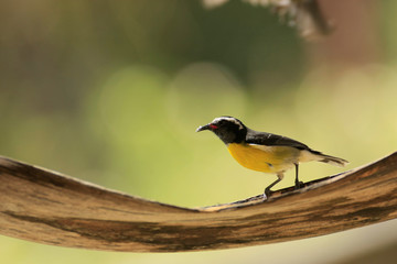 Oiseau perché avec des grains de sucre sur le bec