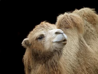 Foto op Plexiglas Kameel Close-up shot van kameel op donkere achtergrond