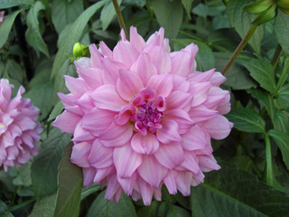 Obraz premium Fleurs Dahlia