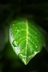 Regentropfen auf dem Blatt 2