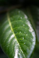 Regentropfen auf dem grünen Blatt