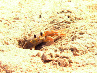 Holly Crab