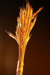 Bouquet from wheat over dark background stock photo