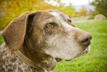 A sweet old german shorthair pointer hunting dog