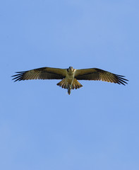 One Osprey is hunting fish in wetland on Korea.