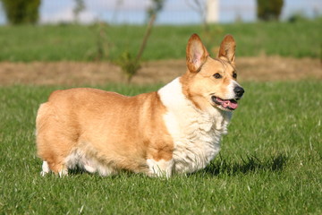 Chien bicolore court sur patte