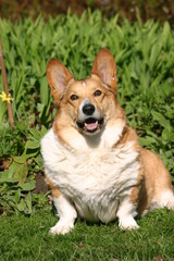 Heureux Welsh corgi pembroke assis dans le jardin