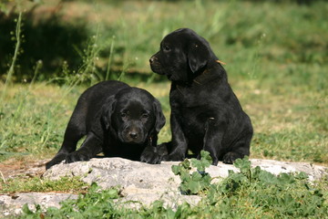 Deux petits chiots labradors noir craquants