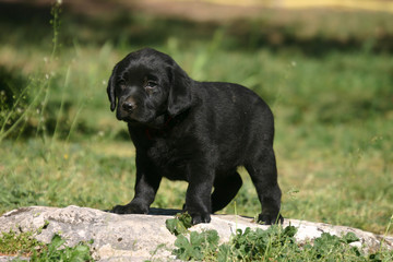 Tout petit chiot labrador noir