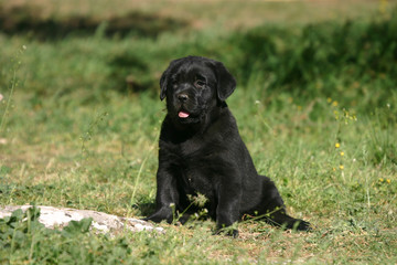 Craquant chiot noir assis tirant le bout de sa langue