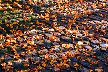 Buntes Laub im Herbst