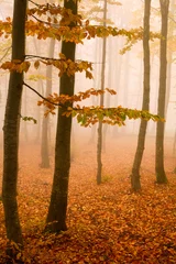 Wandcirkels aluminium An image of yellow trees in autumn forest © Mykola Velychko
