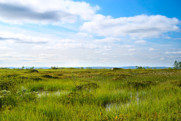 Fototapeta premium summer north mountain tundra