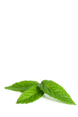 three mint leaves on white background