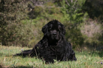 posture majestueuse du terre neuve allongé dans l'herbe