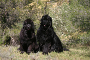 deux Terre Neuve assis l'un à côté de l'autre
