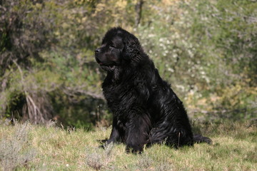 Terre Neuve scruptant le paysage