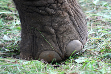 Obraz premium Elefantenfuss