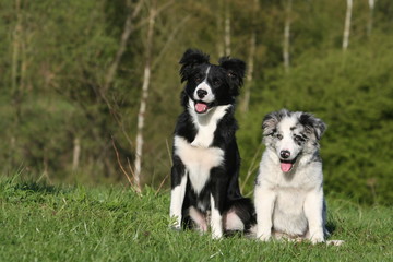 famille border collie en campagne