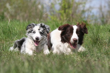 border et son chiot allonges dans l'herbe