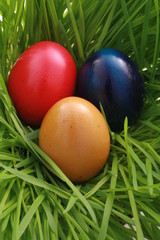 easter egg in the grass...........