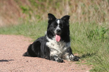 le repos du border collie