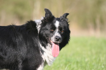 gros plan du border collie fatigué