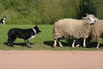deux border avec des moutons