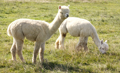 Alpakas